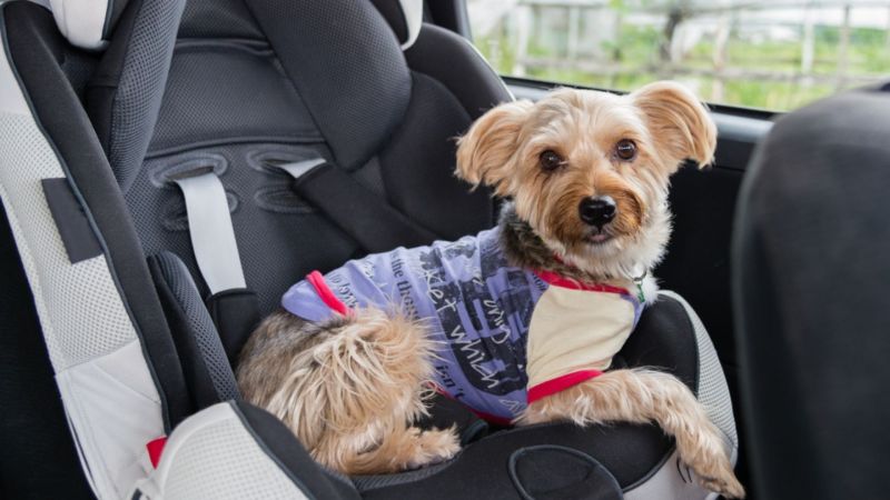 Dog Car Seat Close Up