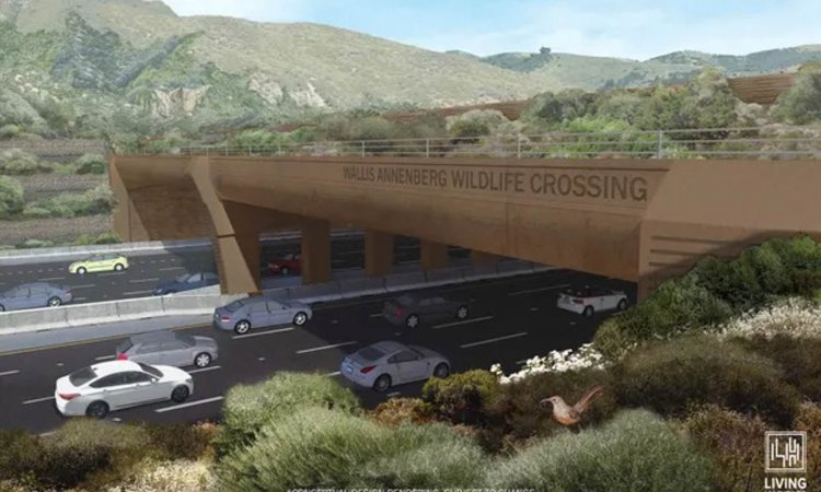 Largest Wildlife Overpass in the World Now Under Construction in California