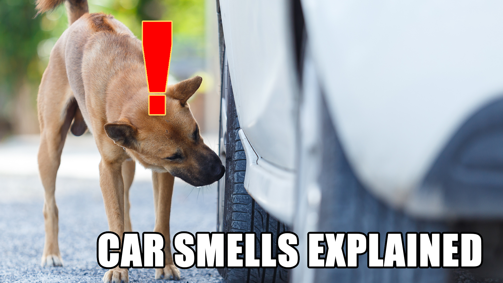 Dog smelling car.