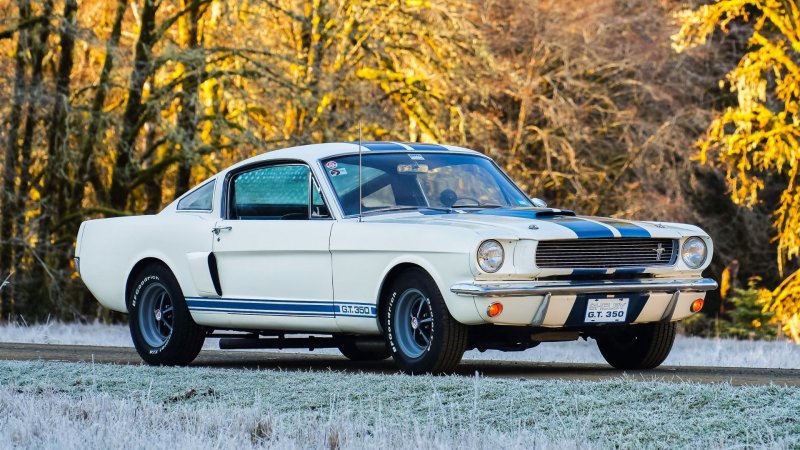 White Shelby GT350 car in front of yellow trees