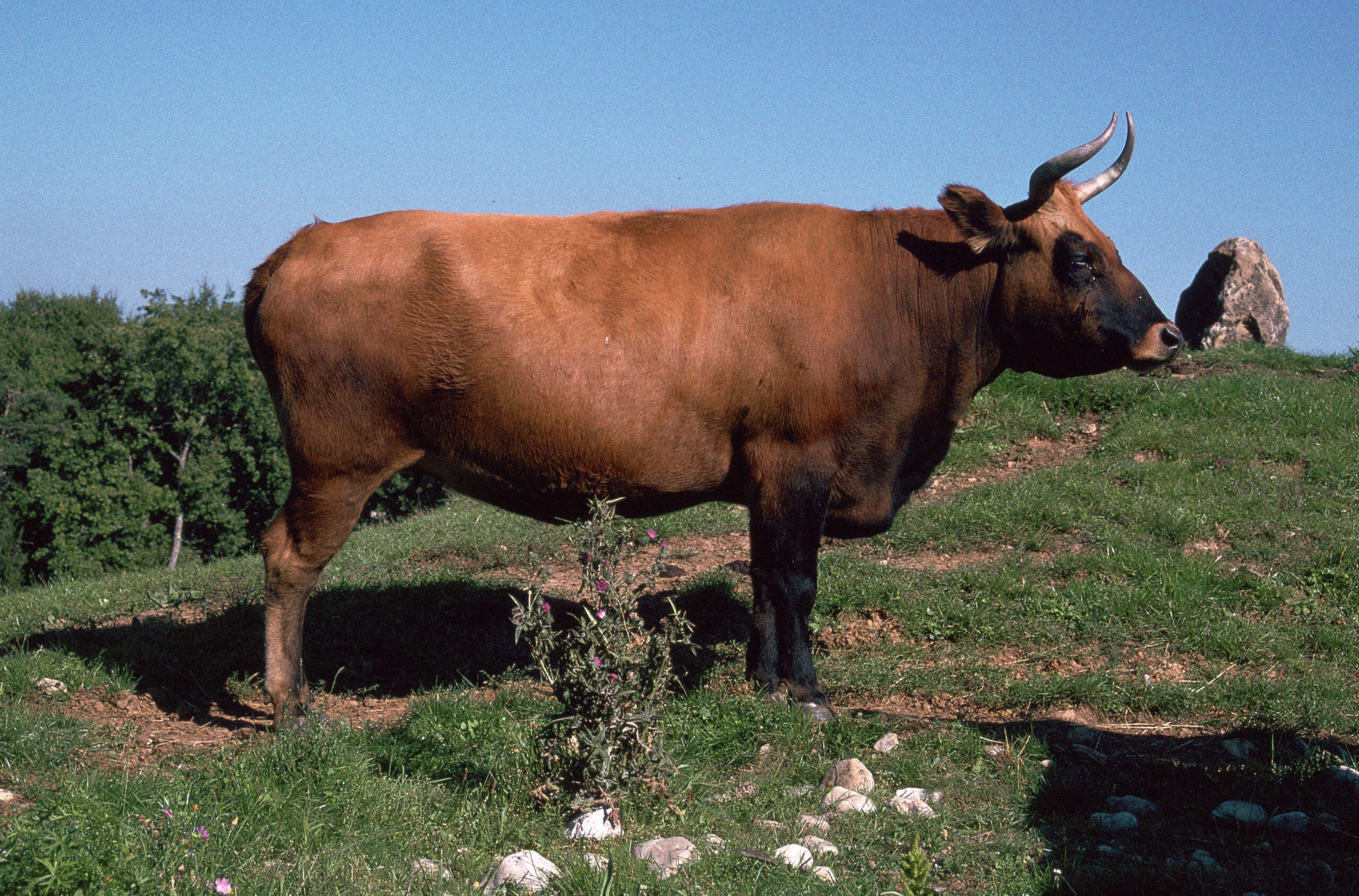 Auroch, a primitive breed of cattle re-introduced today by selective breeding