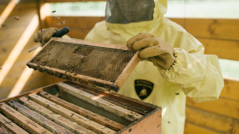 A beekeeper in a Lamborghini-branded protective suit caring for a bee hive