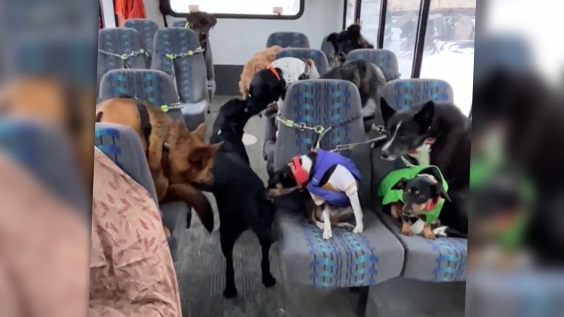 Dogs greet each other on a shuttle bus in rural Alaska