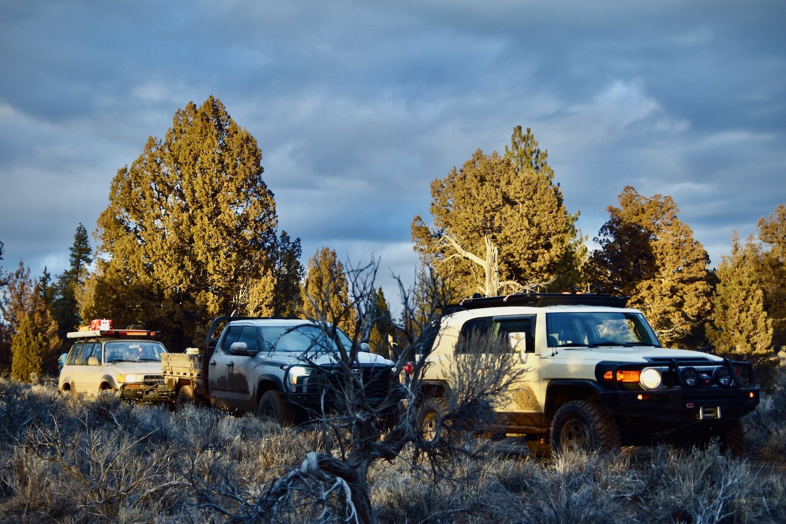 A Toyota FJ Cruiser, Tundra, and Land Cruiser (80-series) in the Lost Forest at sunset