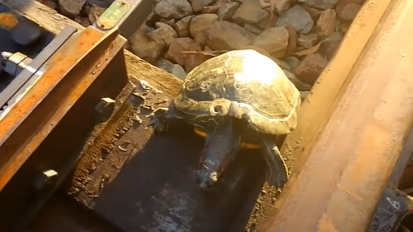 Japanese Rail Workers Build Adorable Track Underpasses for Turtles