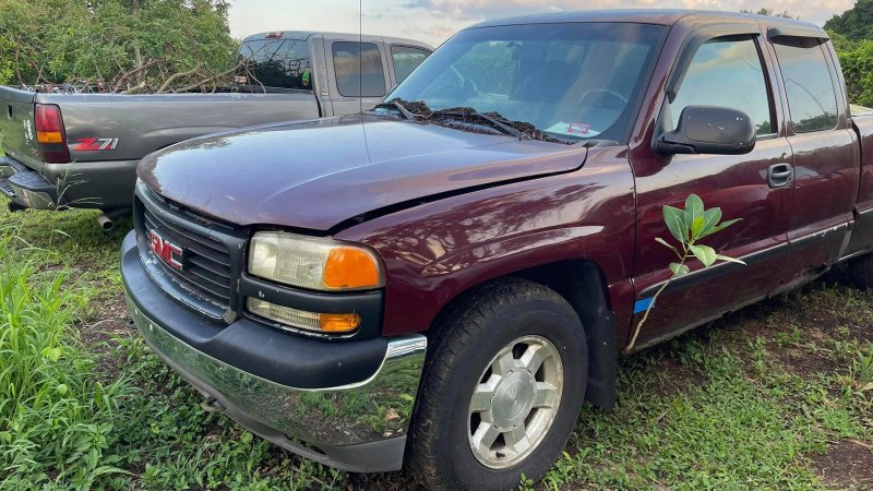 Rusty GMC Sierra With a Tree Growing Through It Now Parked for Good So Nature Can Do Its Thing