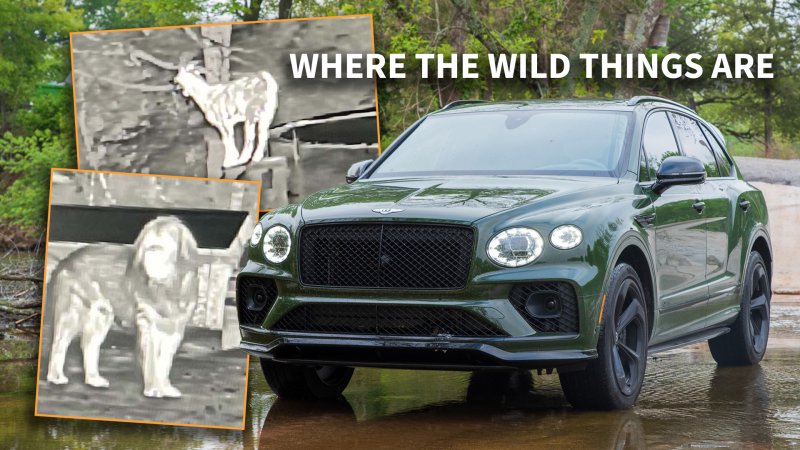 2023 Bentley Bentayga Night Vision Test: Critter Spotting in the Ozarks