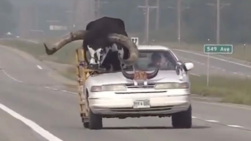 Ford Crown Victoria with a massive bull coming out the roof on the right side