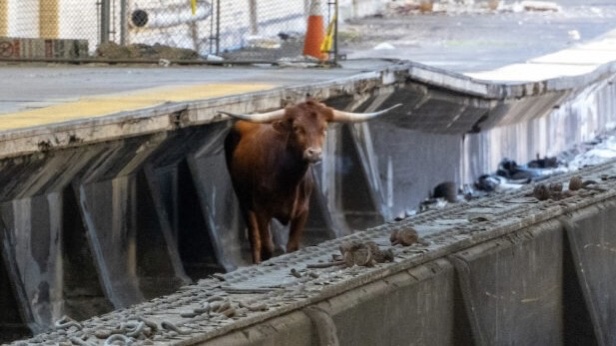 No BS Here: Runaway Bull on NJ Train Tracks Halts Public Transit