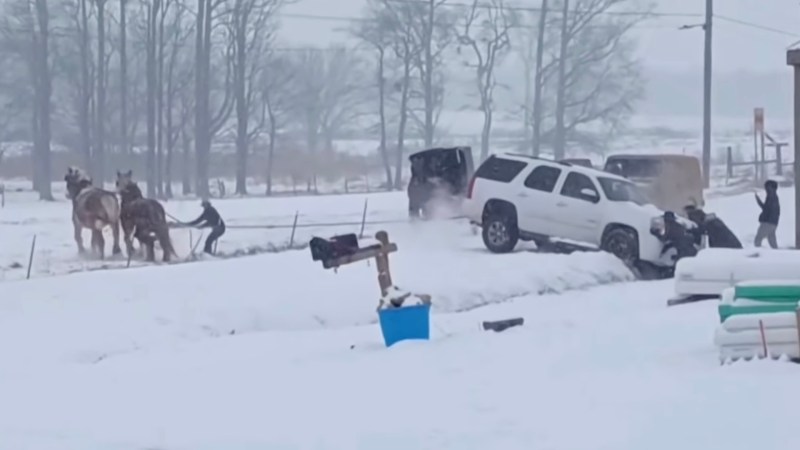 Two horses tug on a stuck white SUV