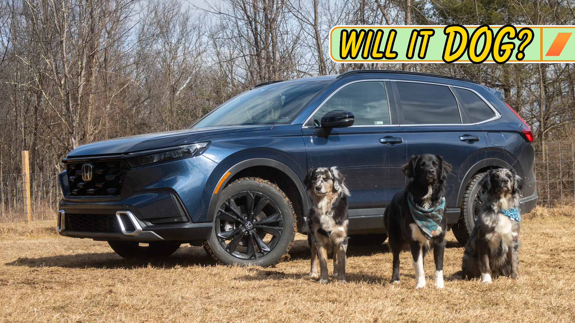 A new Honda CR-V being road tested by dogs.