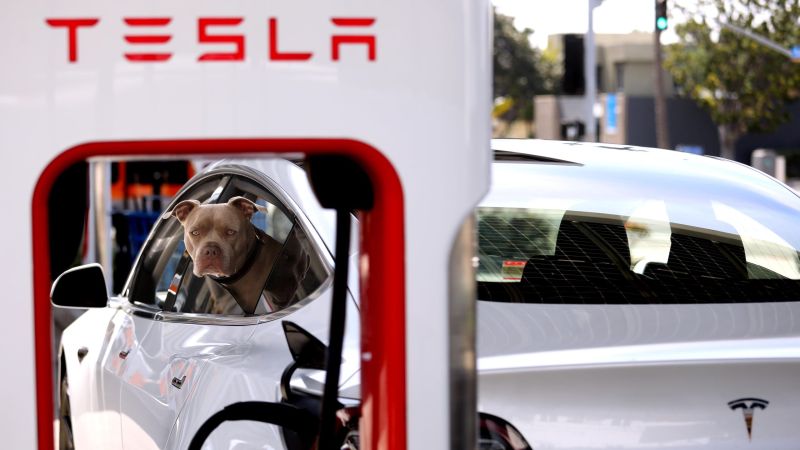 Tesla Owners Say Dog Mode Is Malfunctioning as Summer Heats Up: Report