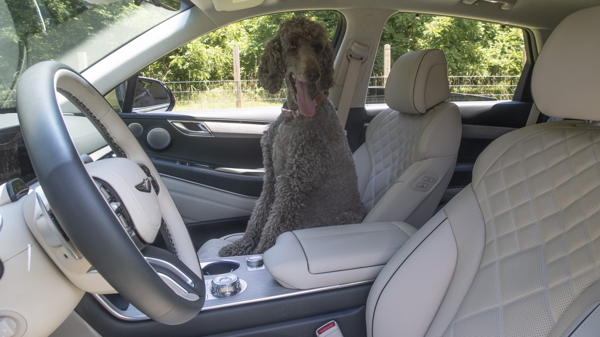 Genesis GV80 with poodle.