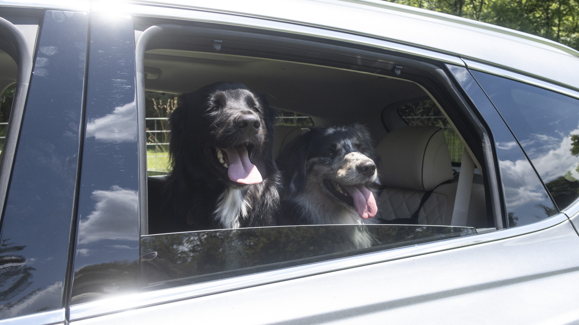 Dogs in car window.