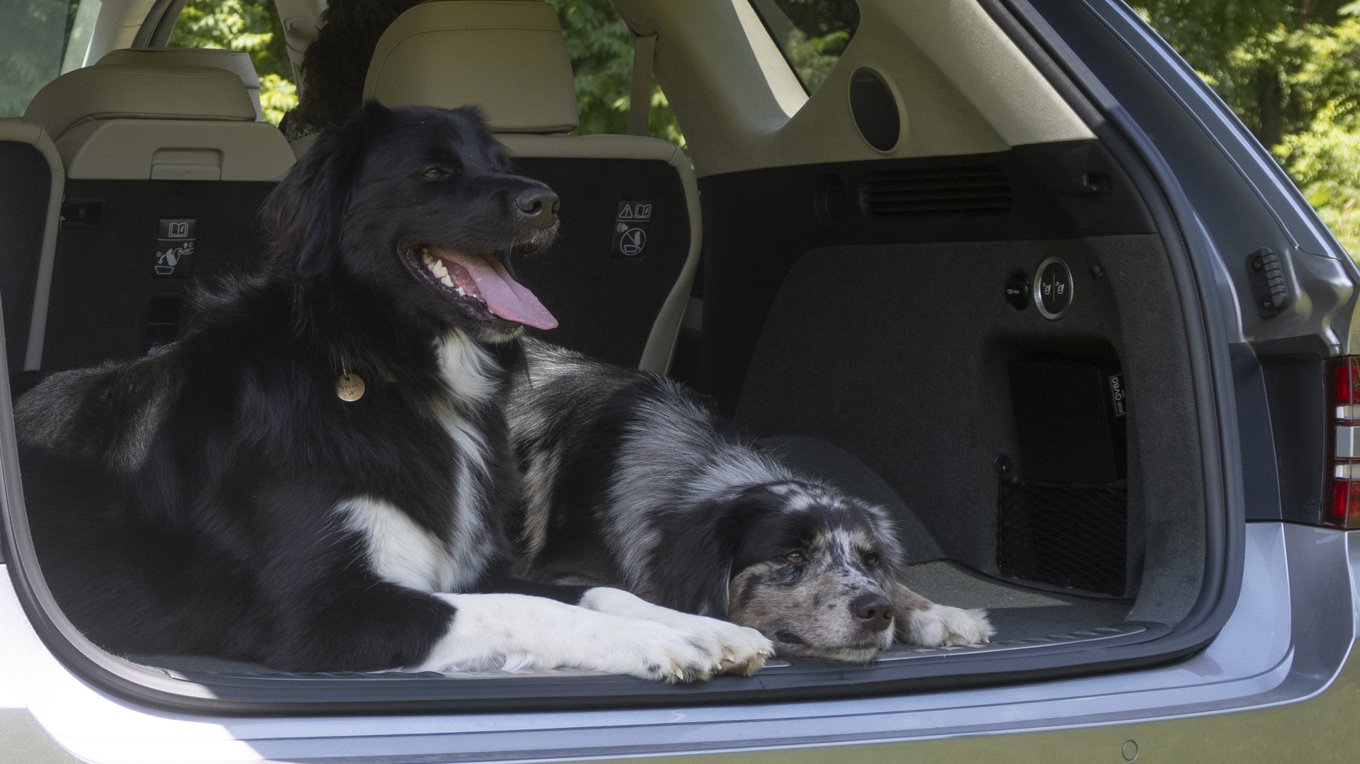 Dogs relaxing in the back of a car.