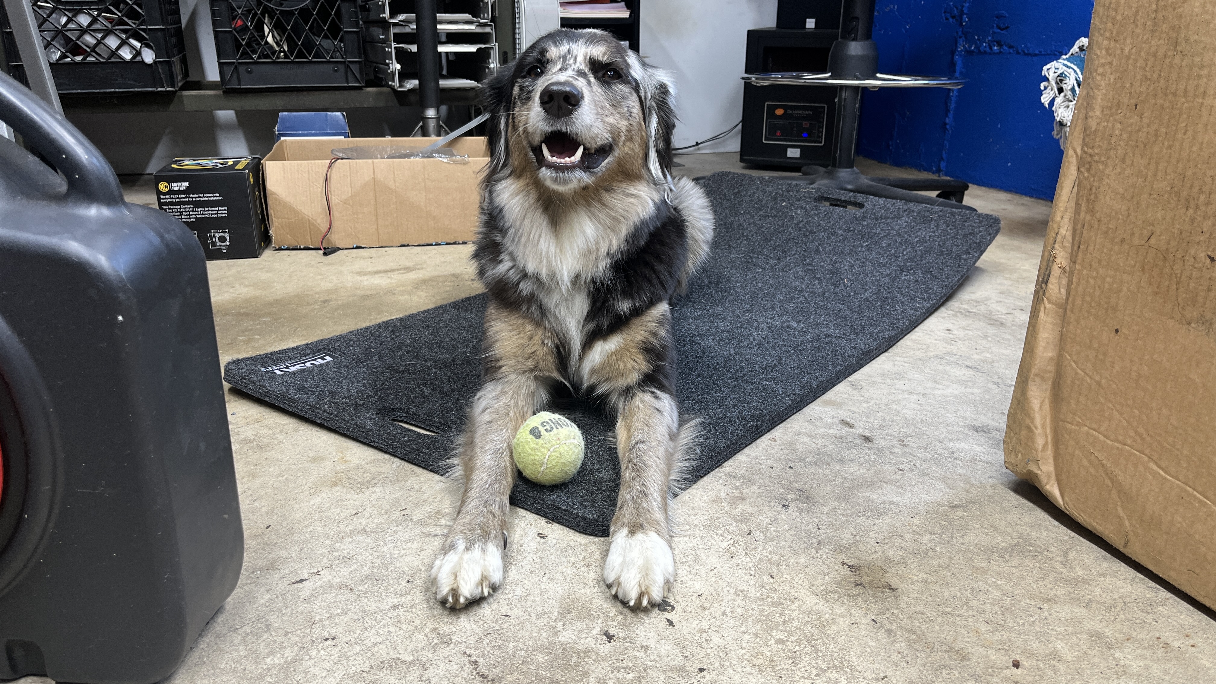 Dog using garage mat.