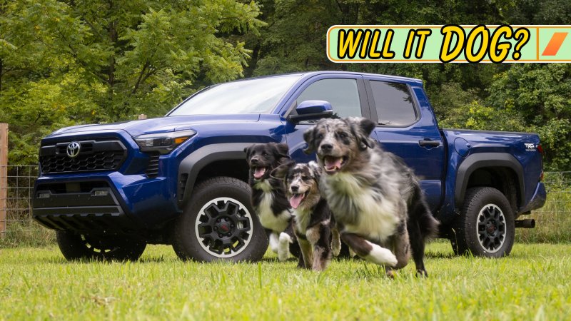 Three dogs running with a Toyota Tacoma pickup truck.