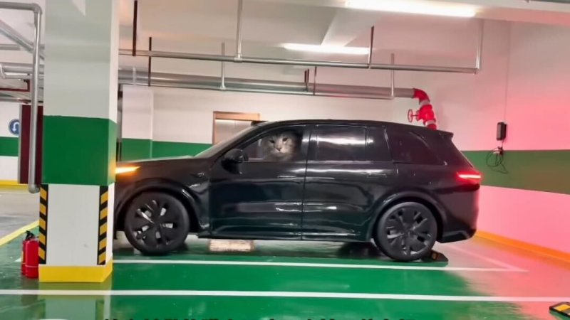 Crafty Pet Owner Builds Super Realistic Parking Garage and Cars for His Furry Friends