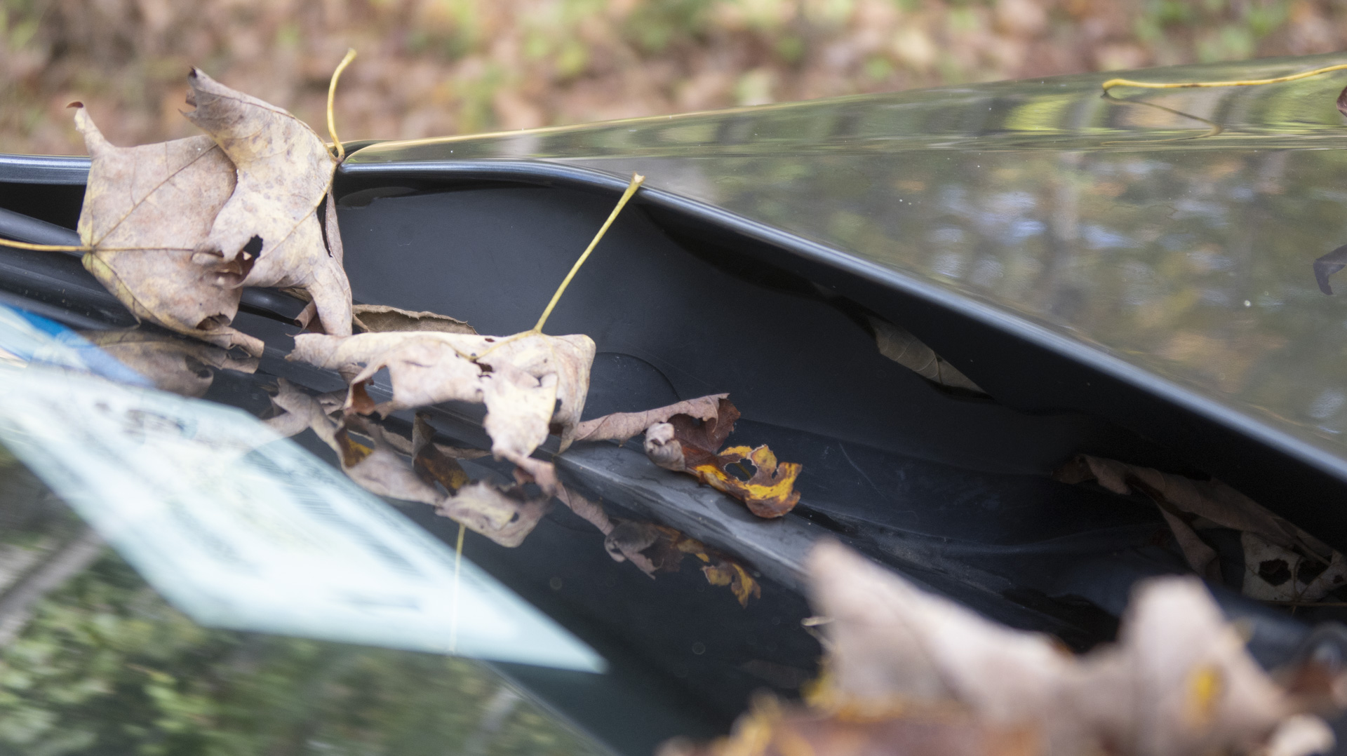 BMW wagon with leaves.