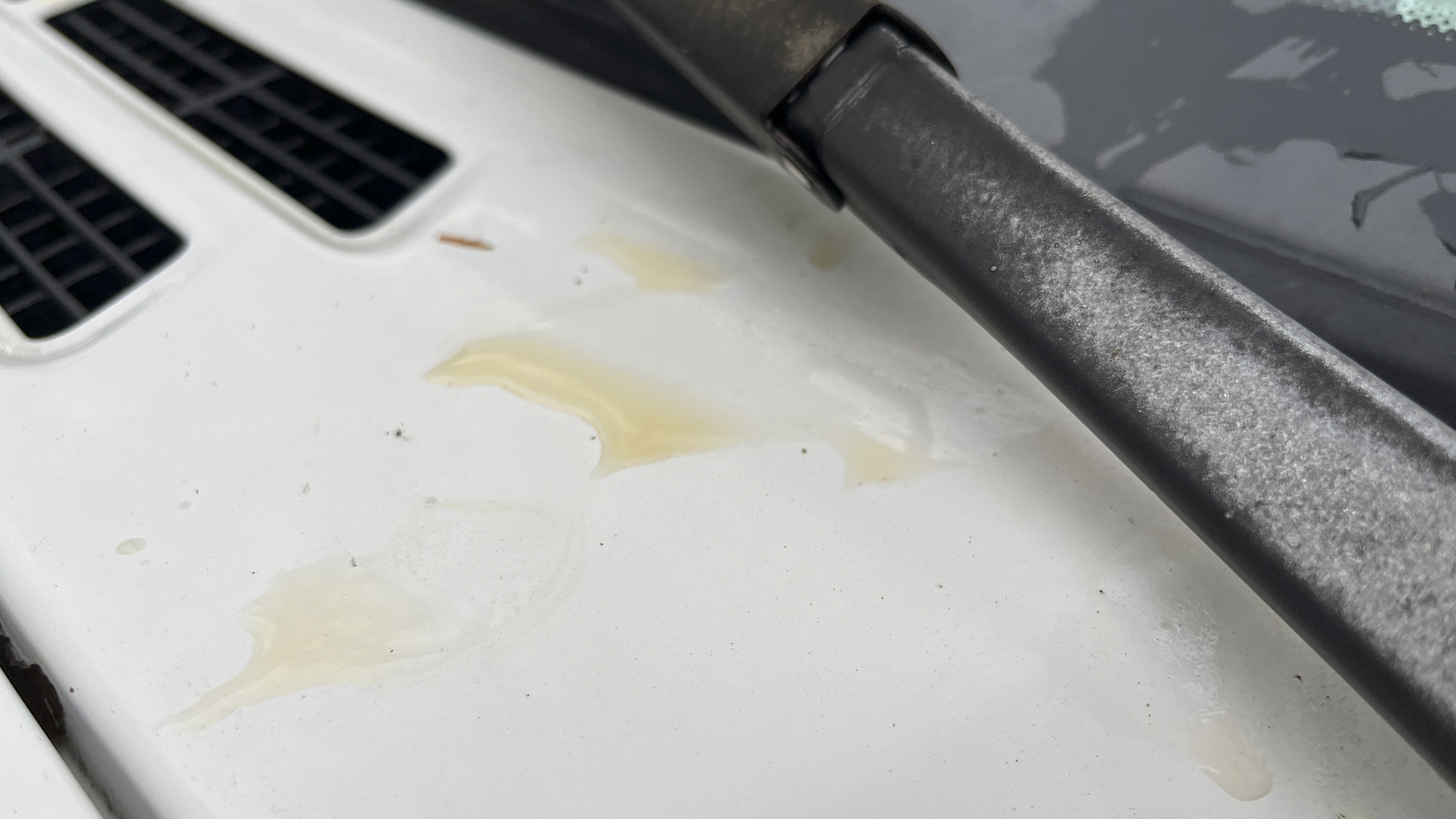 Leaf stains on car paint.