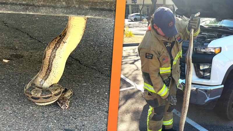 Images from the Scottsdale Fire Department rescuing a boa constrictor from an engine bay.