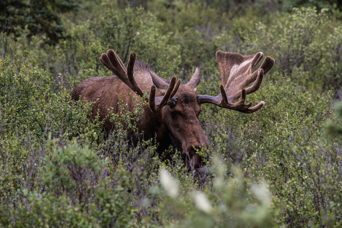 denali_moose.jpg