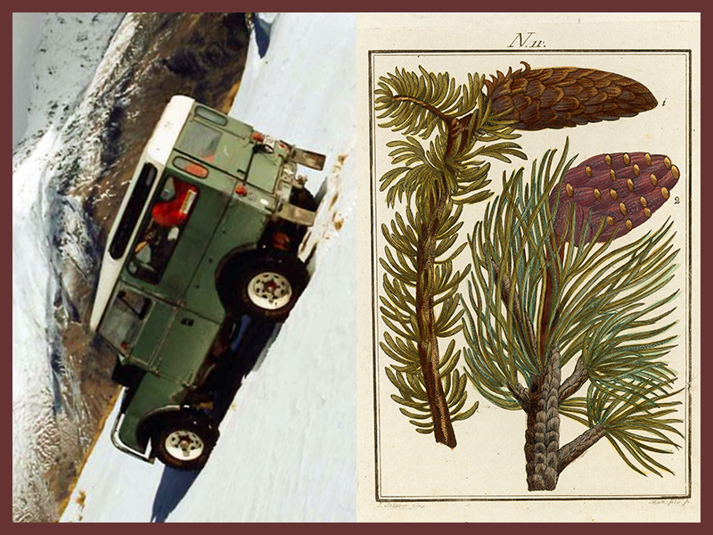 tree_truck_9.jpg