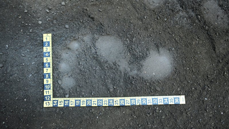 Bigfoot Blamed for Car Accident in Idaho