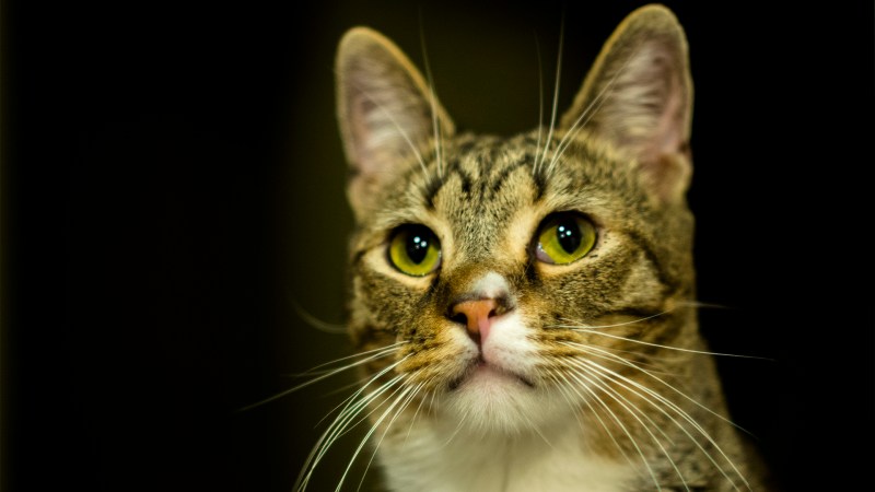 Watch This Cat Attack IndyCar Race Cars on TV