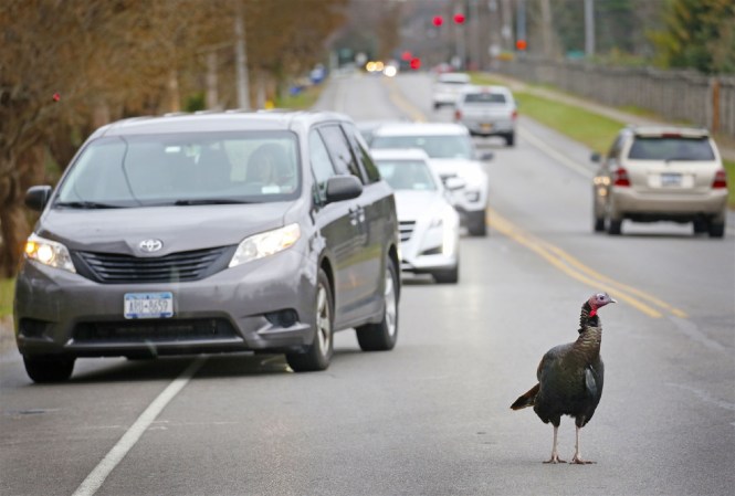 Tom the Turkey Terrorizes the Streets of Western New York