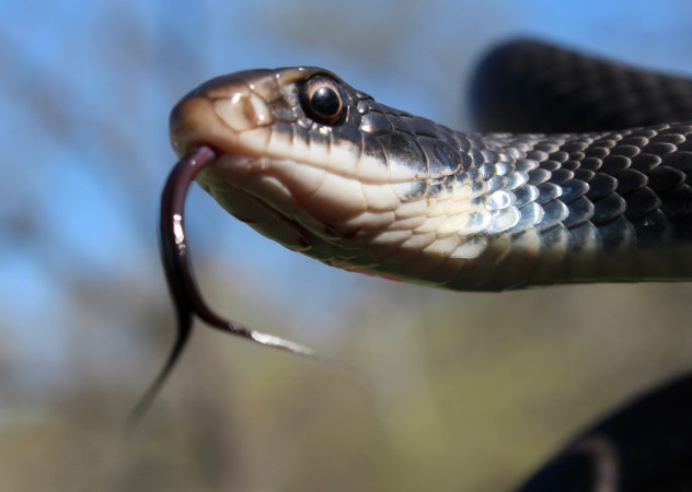 Delivery Driver Surprised by Snake Tapping on Window