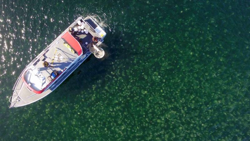 A Drone Just Helped Researchers Spot a 70-Ton Swarm of Jellyfish