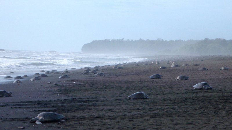 Drones Provide Vital Insight to Conservation Research of Sea Turtles