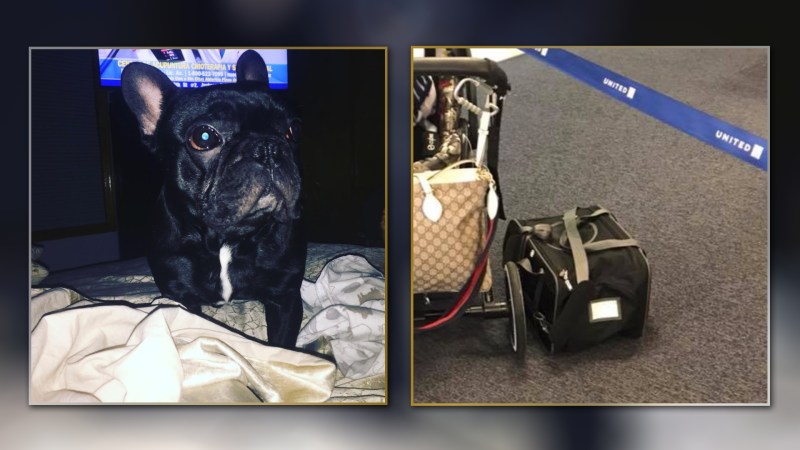 Dog Dies After United Airlines Flight Attendant Makes Him Ride In Overhead Bin