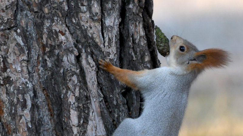 Why Did Squirrels Fill A Dodge With 50 Pounds of Pinecones?