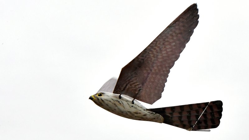 China’s Dove Surveillance Drone Looks and Flies Like an Actual Bird