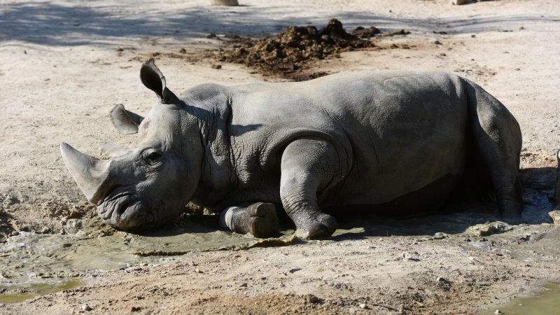 Aeronavics Drones Help Conservationists Thwart Rhino Poaching in South Africa