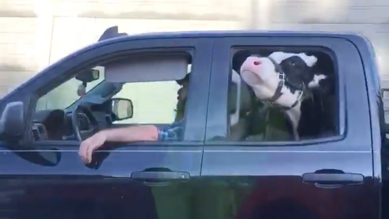 Annie the 800-Pound Cow Travels Through Town in a Chevrolet Silverado