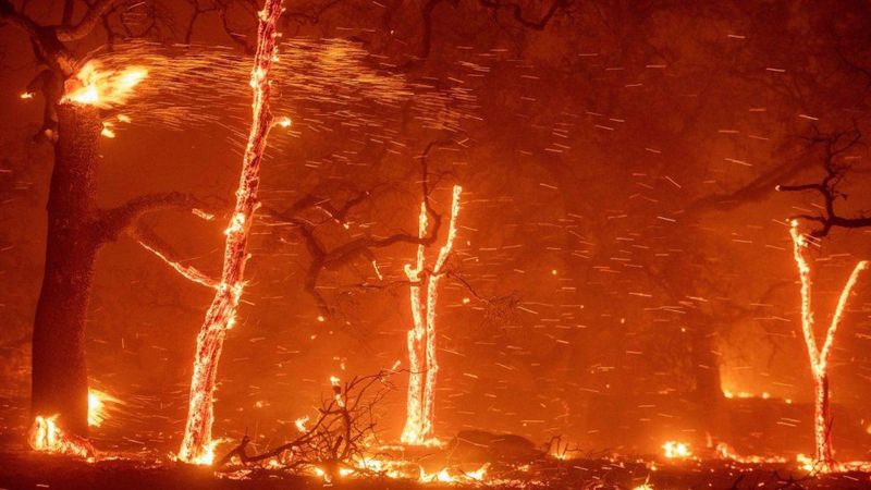 Heroic School Bus Driver Transported 22 Kids to Safety During California Wildfires