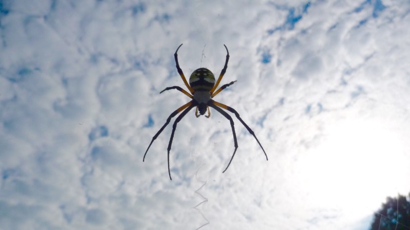 New York Driver Crashes, Flips Buick Multiple Times Trying to Shoo Away Spider