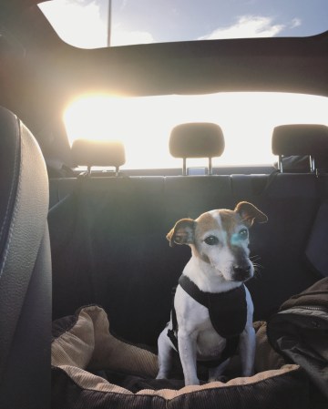 Best Dog Seat Belts: The Safest Dog Restraints for Cars