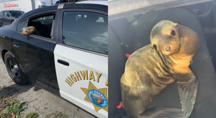 Baby Sea Lion Takes Ride in Dodge Charger Cop Car After Causing Ruckus in San Francisco