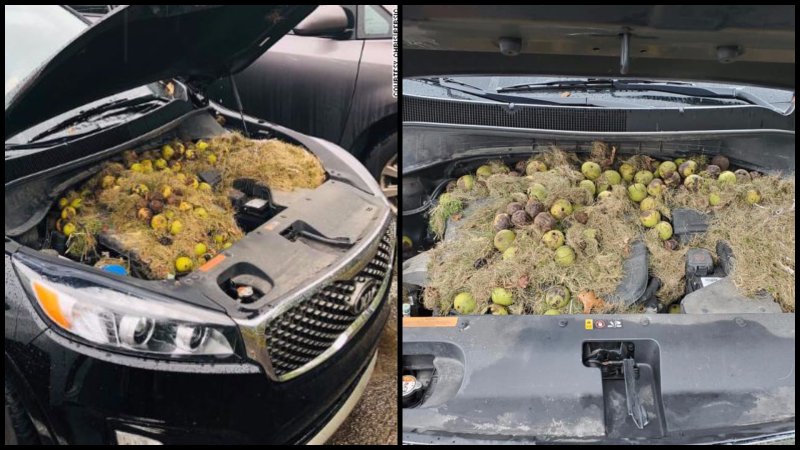 Sneaky Squirrel Stashes Hundreds of Walnuts Under Hood of Kia Sorento