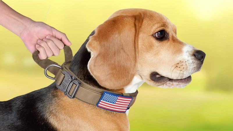 Best Tactical Dog Collars