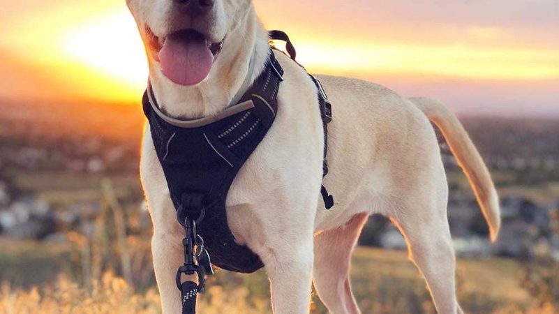 The Best Tactical Dog Harness