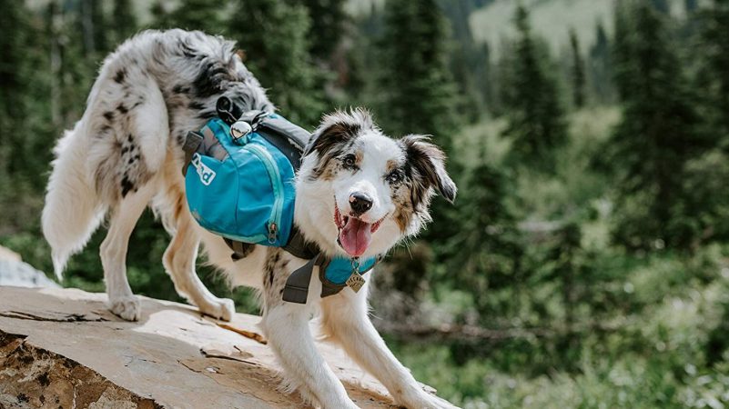 The Best Dog Hiking Backpacks
