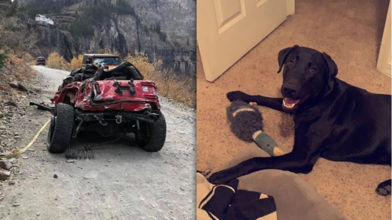 Very Good Dog Runs 4 Miles for Help After Owner Crashes Truck in Ravine