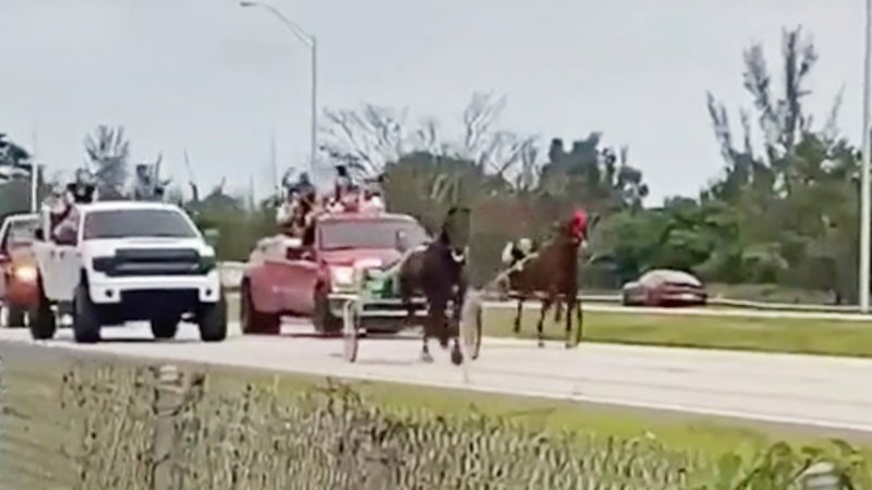 People Are Drag Racing Horses on Florida’s Highways, and Yes, It’s Totally Normal