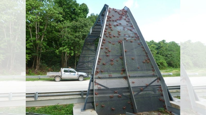 What Is This, an Overpass for Crabs?