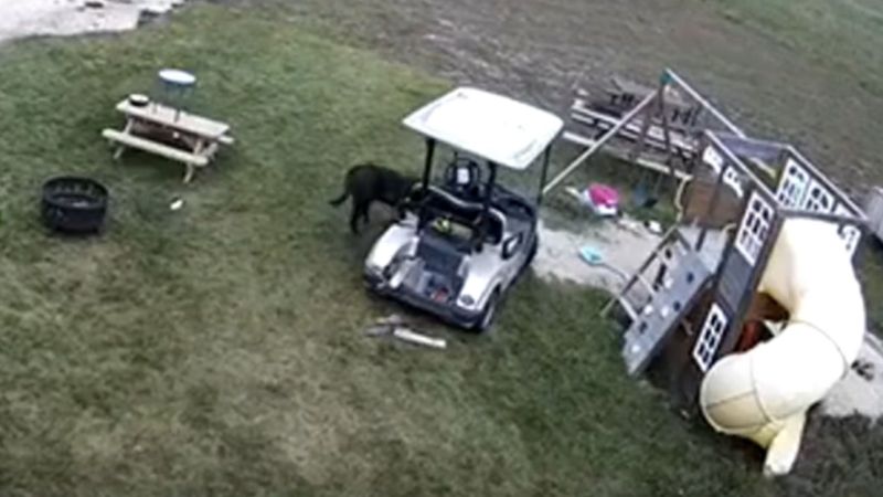 Watch a Dog Take a Golf Cart for a Spin, Hit a Truck, Trot Away